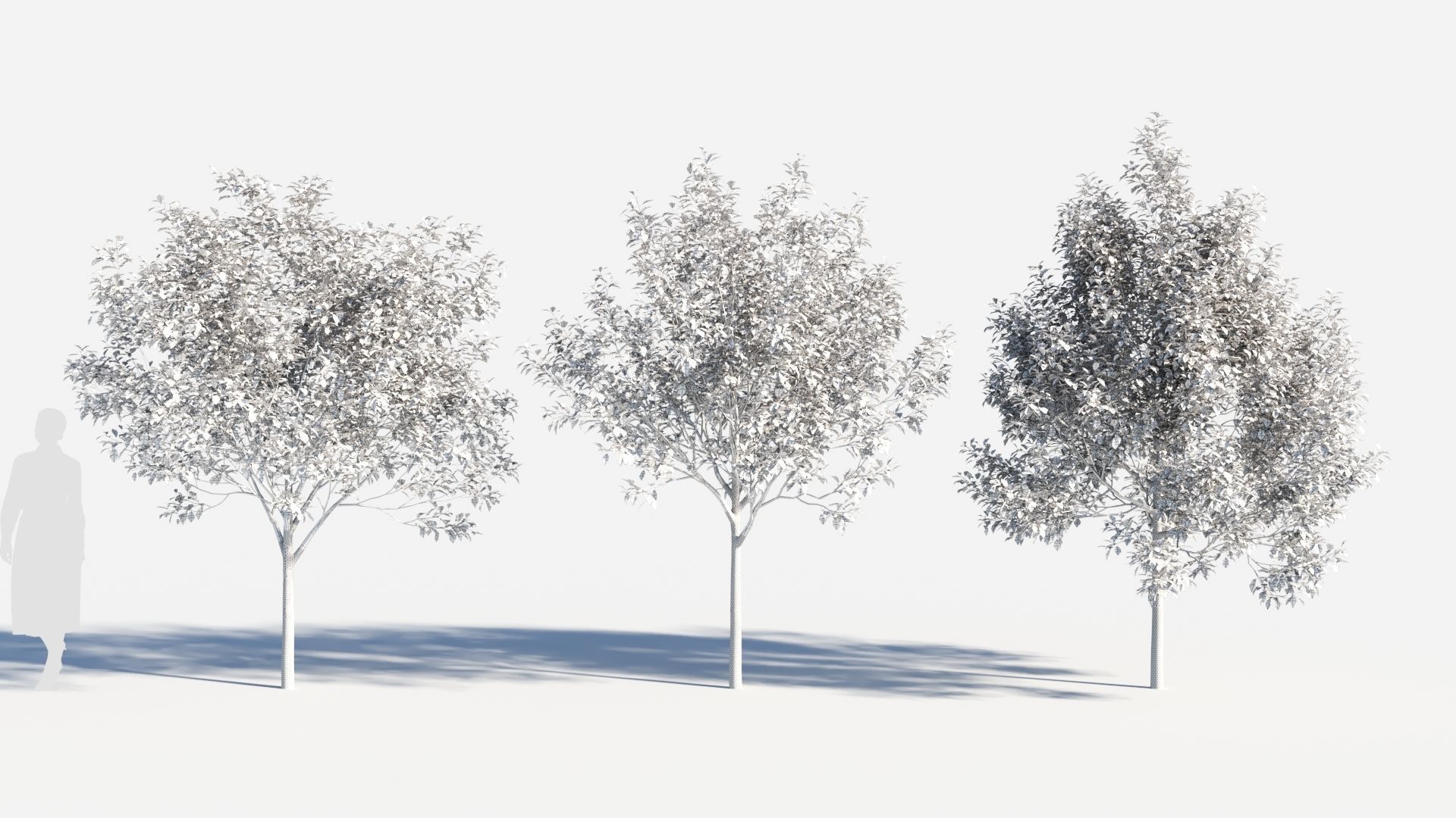 Prunus virginiana-1 3D model_8