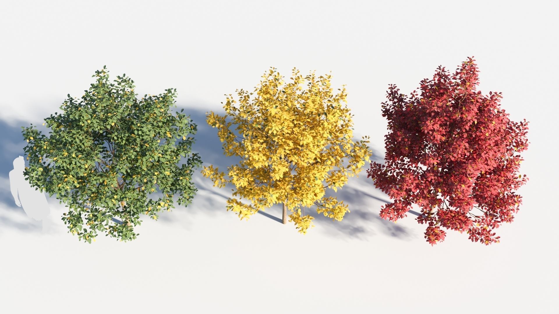 Prunus virginiana-1 3D model_1