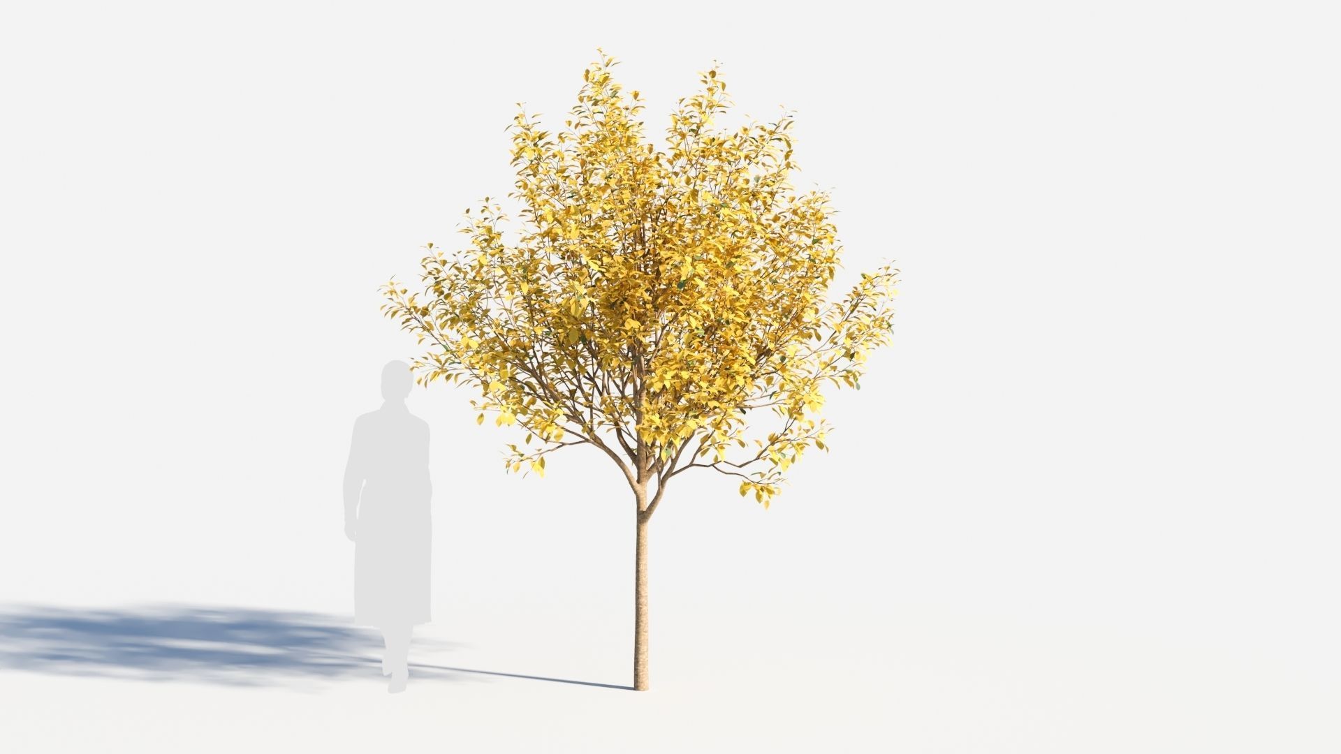 Prunus virginiana-1 3D model_5