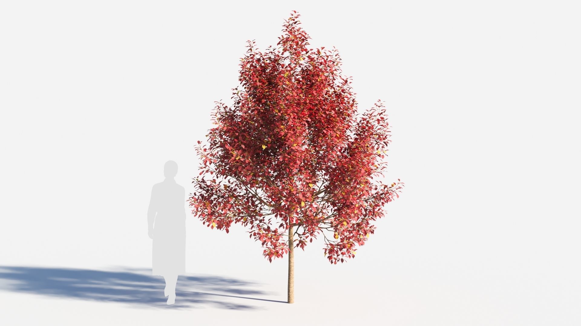 Prunus virginiana-1 3D model_6