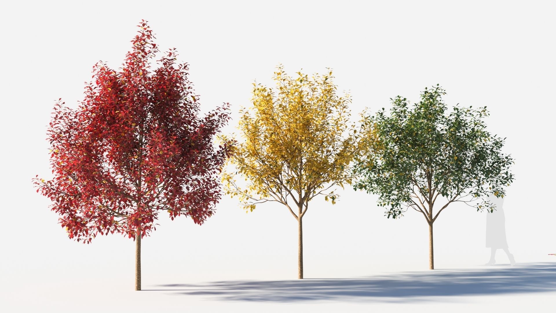 Prunus virginiana-1 3D model_3