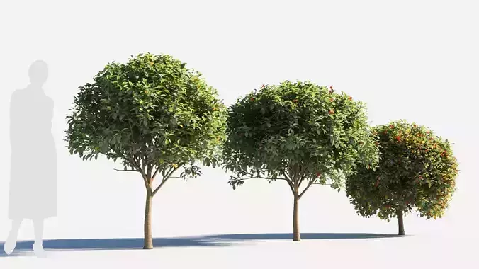 Prunus virginiana-2 3D model