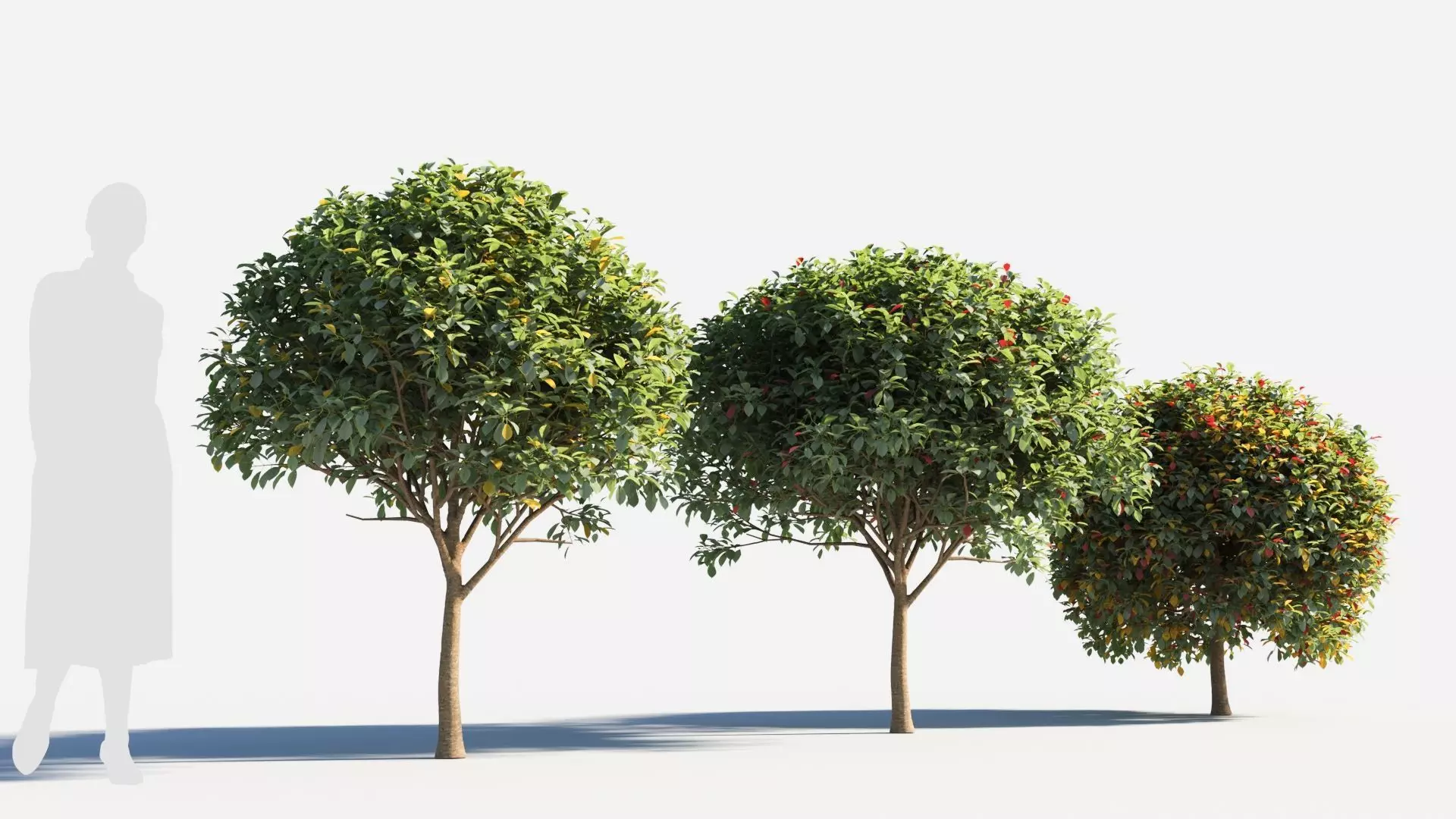 Prunus virginiana-2 3D model_0