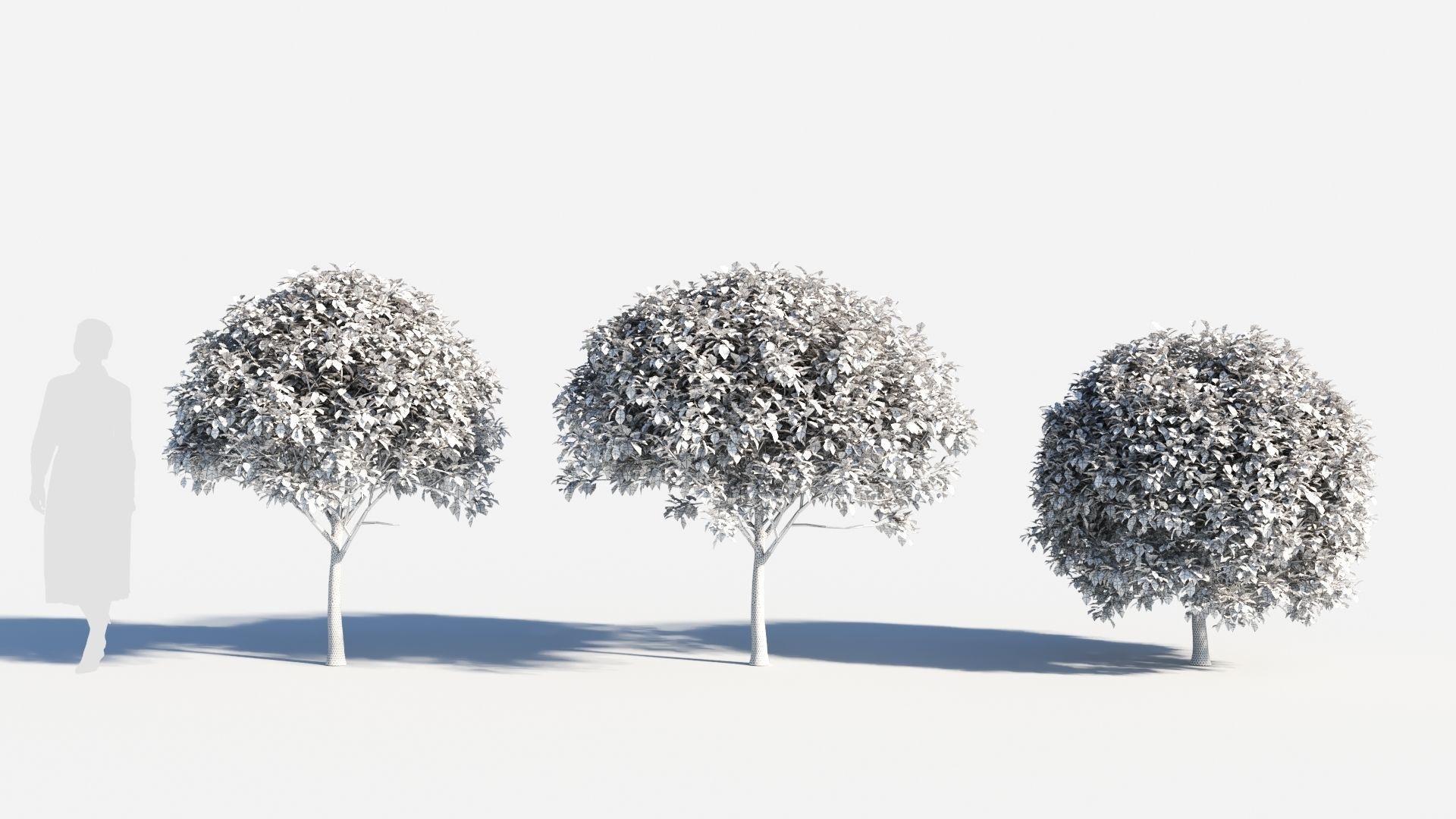 Prunus virginiana-2 3D model_8