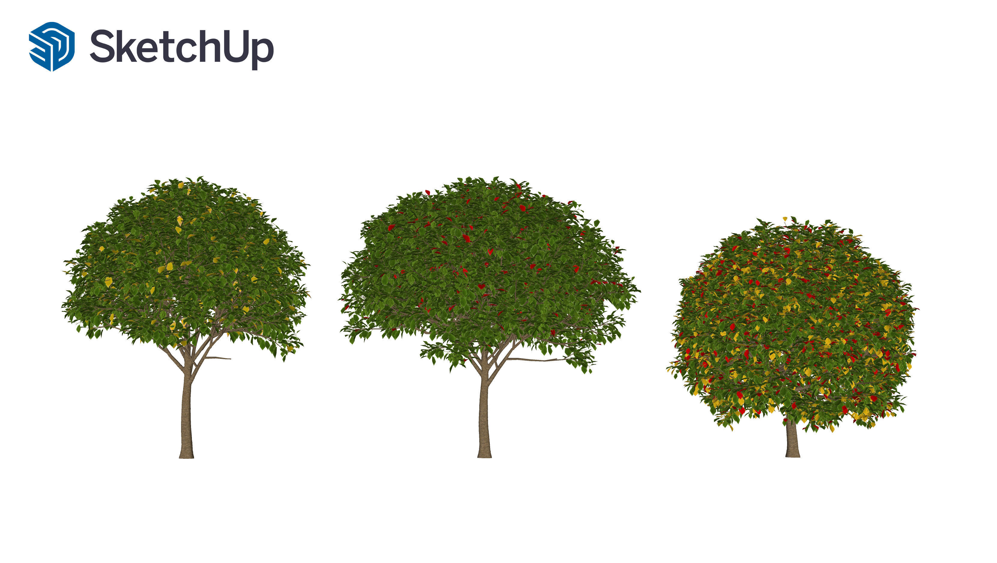 Prunus virginiana-2 3D model_7