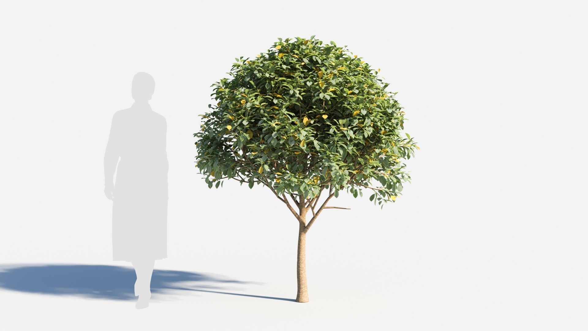 Prunus virginiana-2 3D model_4