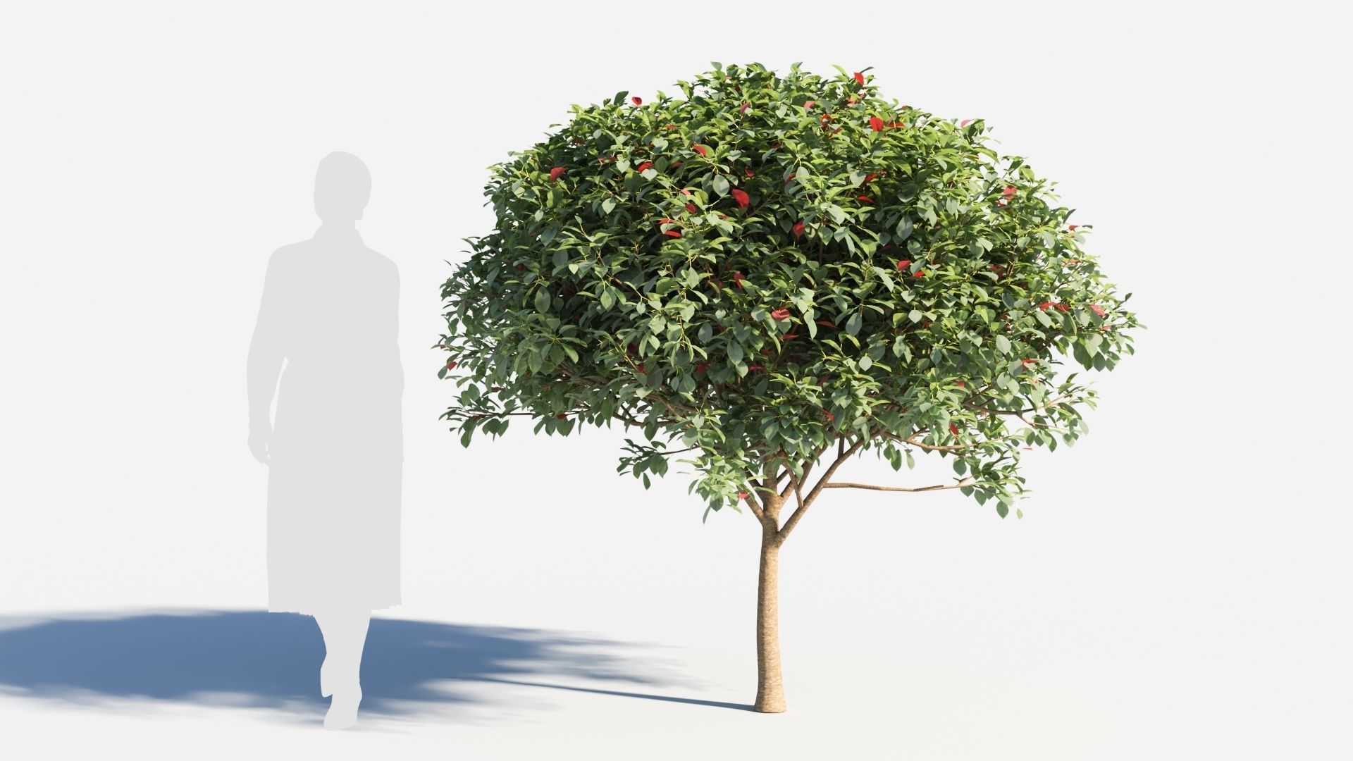 Prunus virginiana-2 3D model_5