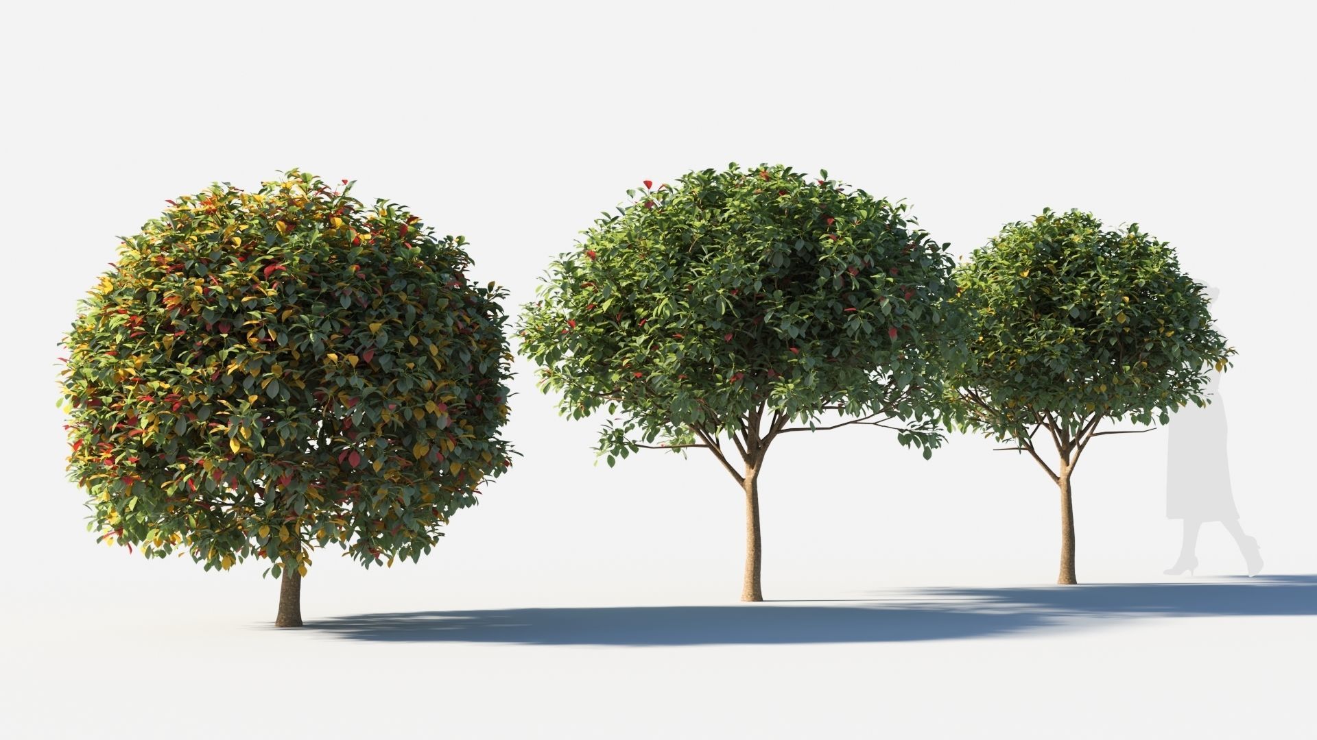 Prunus virginiana-2 3D model_3