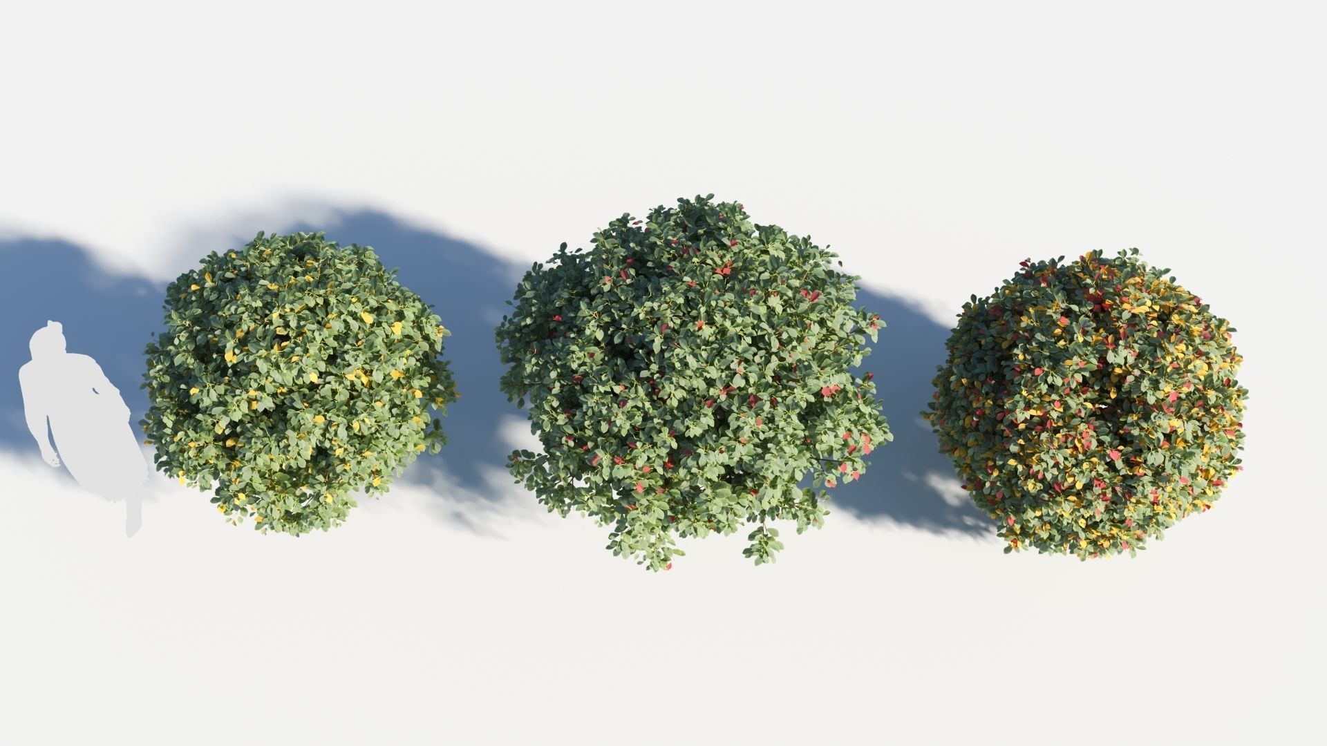 Prunus virginiana-2 3D model_2