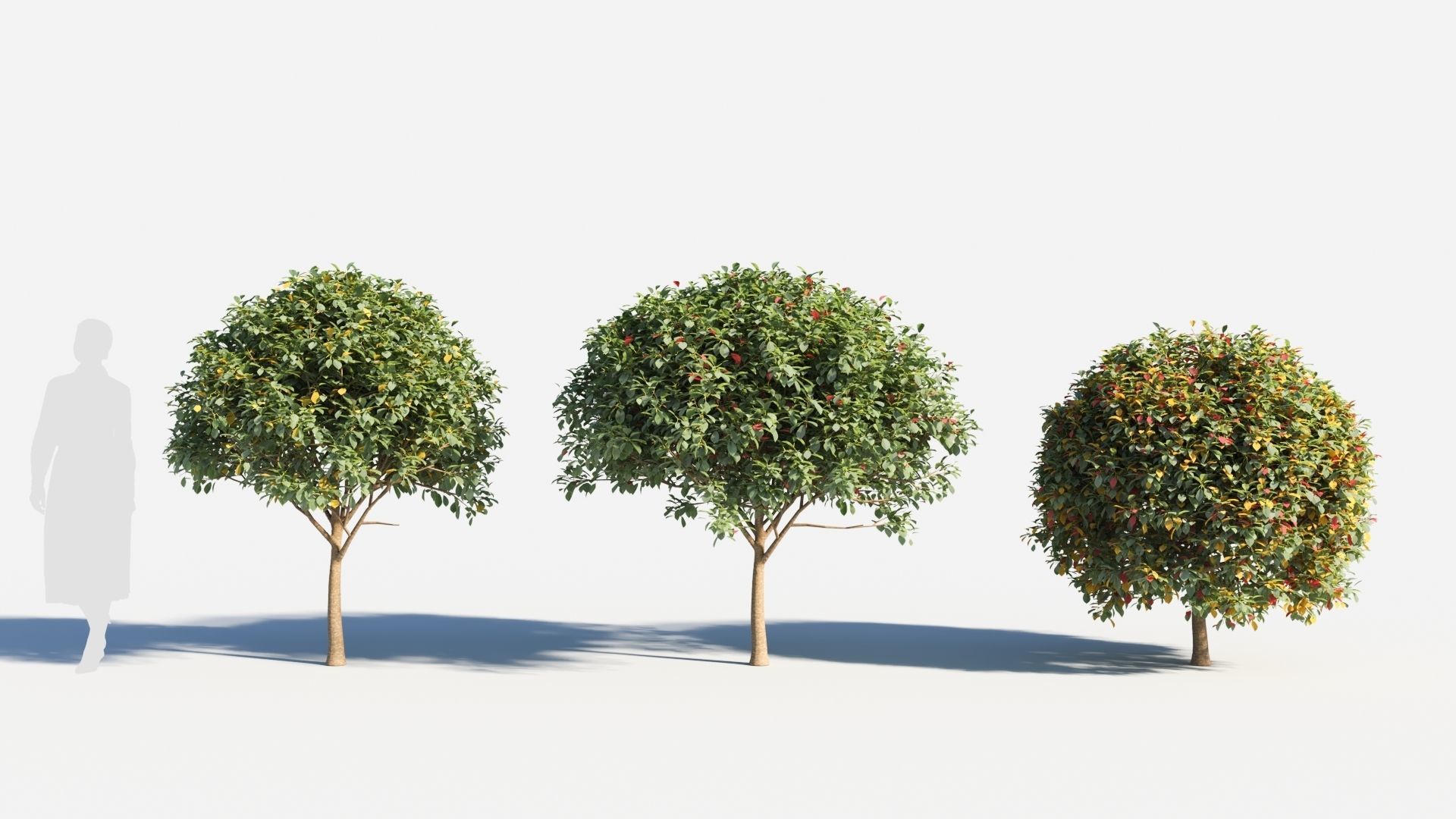 Prunus virginiana-2 3D model_1
