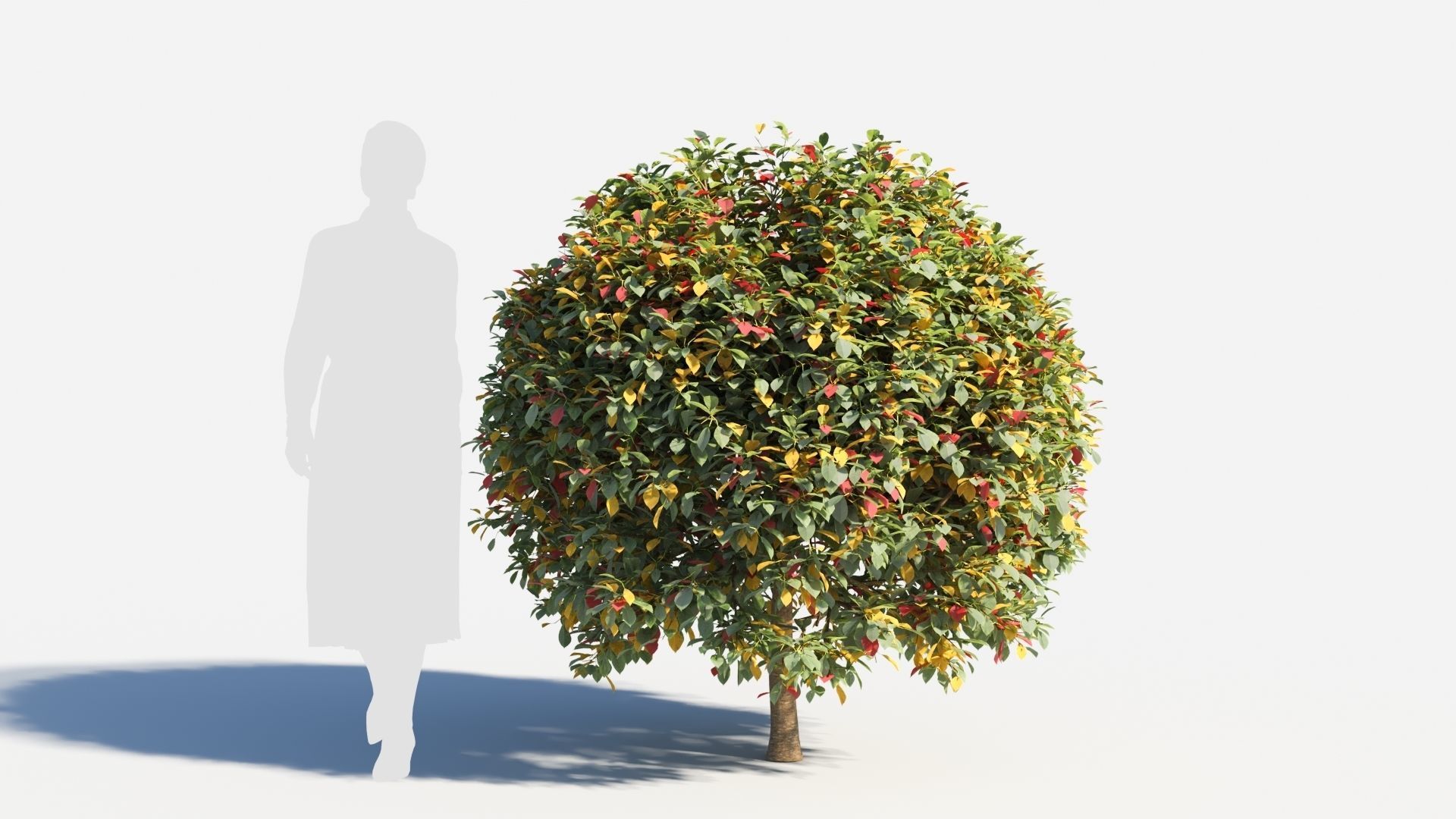 Prunus virginiana-2 3D model_6