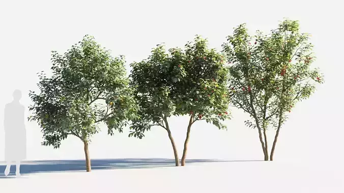 Prunus virginiana-3 3D model