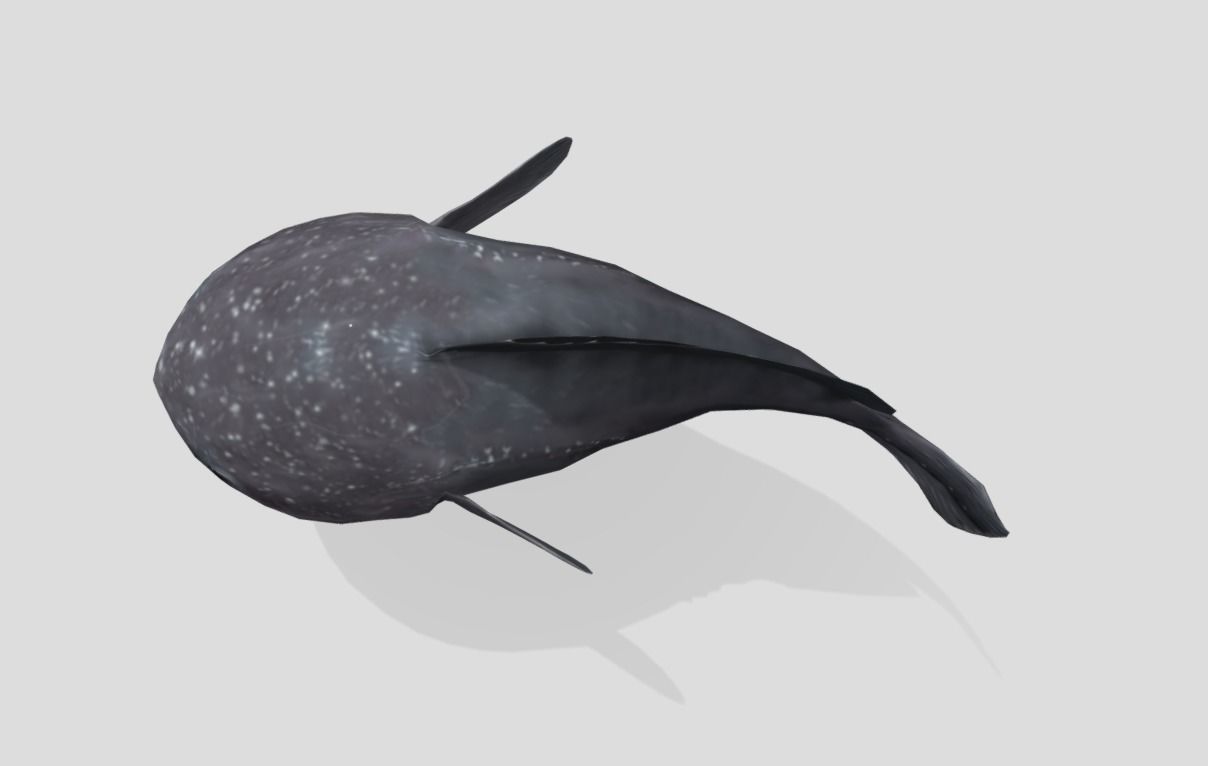 Blobfish Realistic Animated Low-poly 3D model_11