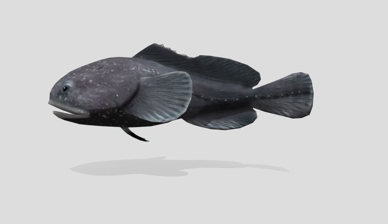 Blobfish Realistic Animated Low-poly 3D model_10