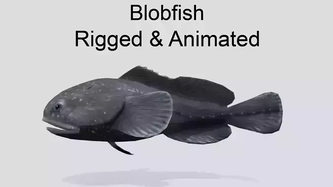 Blobfish Realistic Animated Low-poly 3D model