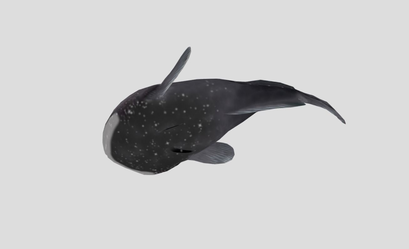 Blobfish Realistic Animated Low-poly 3D model_9