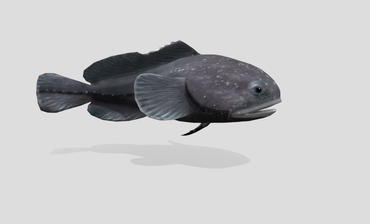 Blobfish Realistic Animated Low-poly 3D model_12