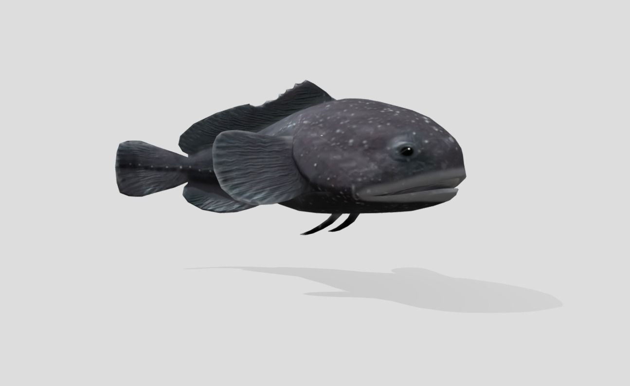 Blobfish Realistic Animated Low-poly 3D model_3
