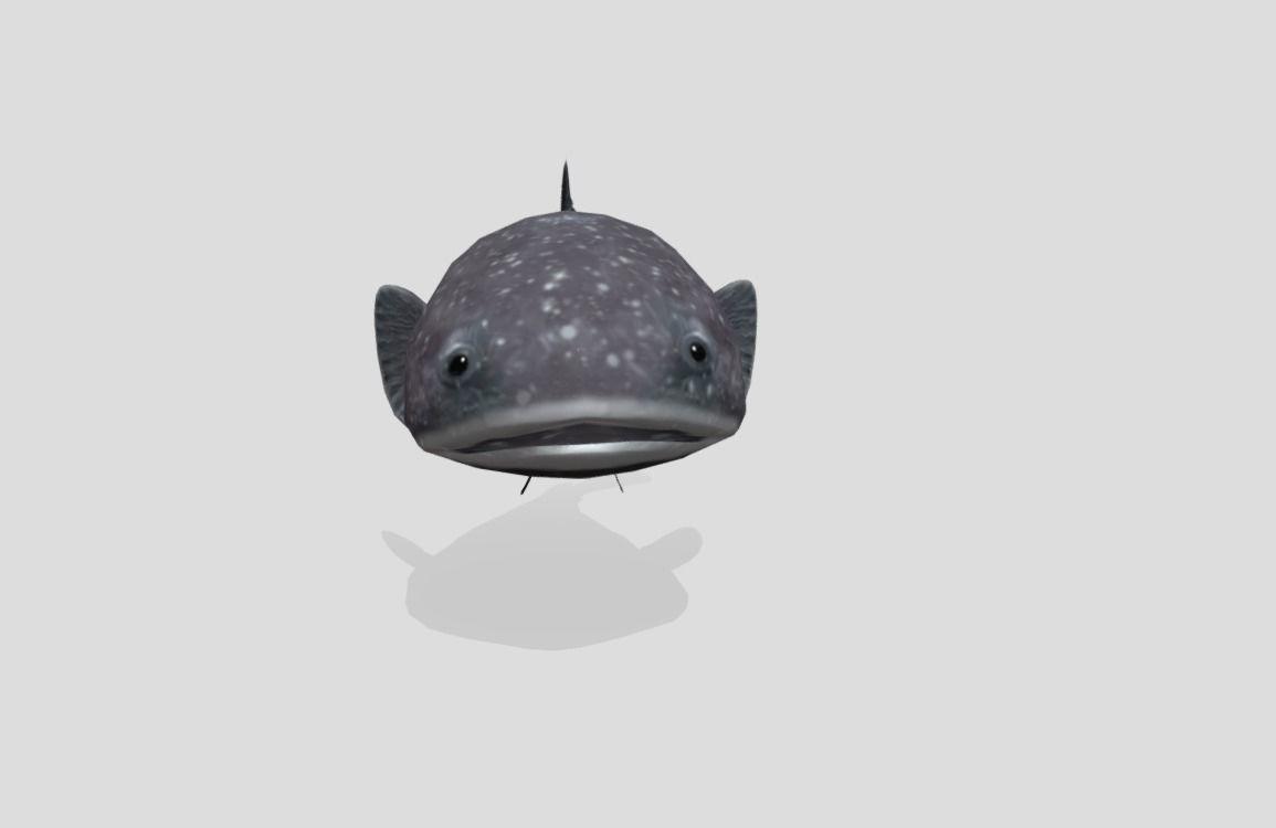 Blobfish Realistic Animated Low-poly 3D model_14
