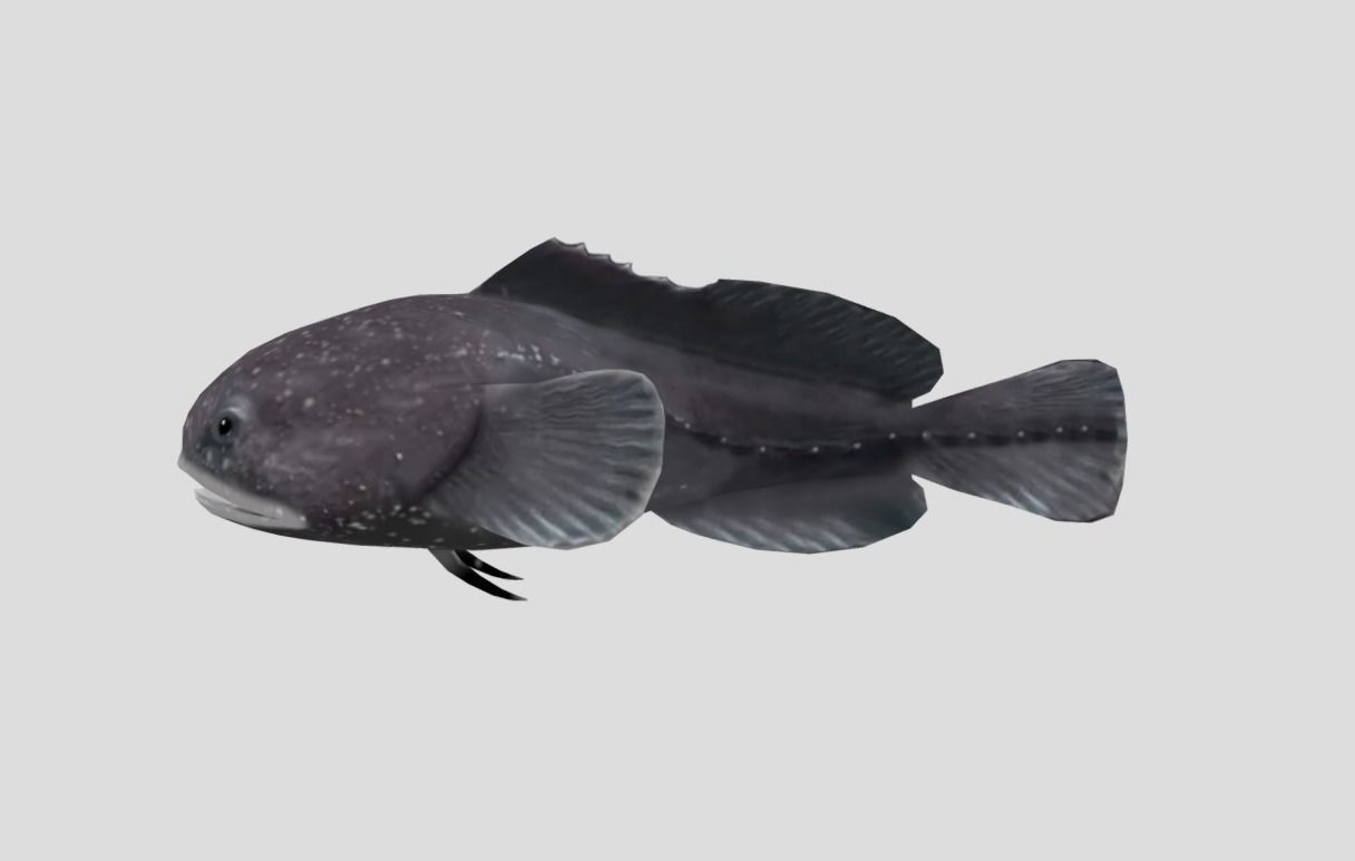 Blobfish Realistic Animated Low-poly 3D model_6