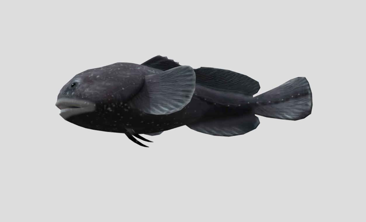 Blobfish Realistic Animated Low-poly 3D model_5