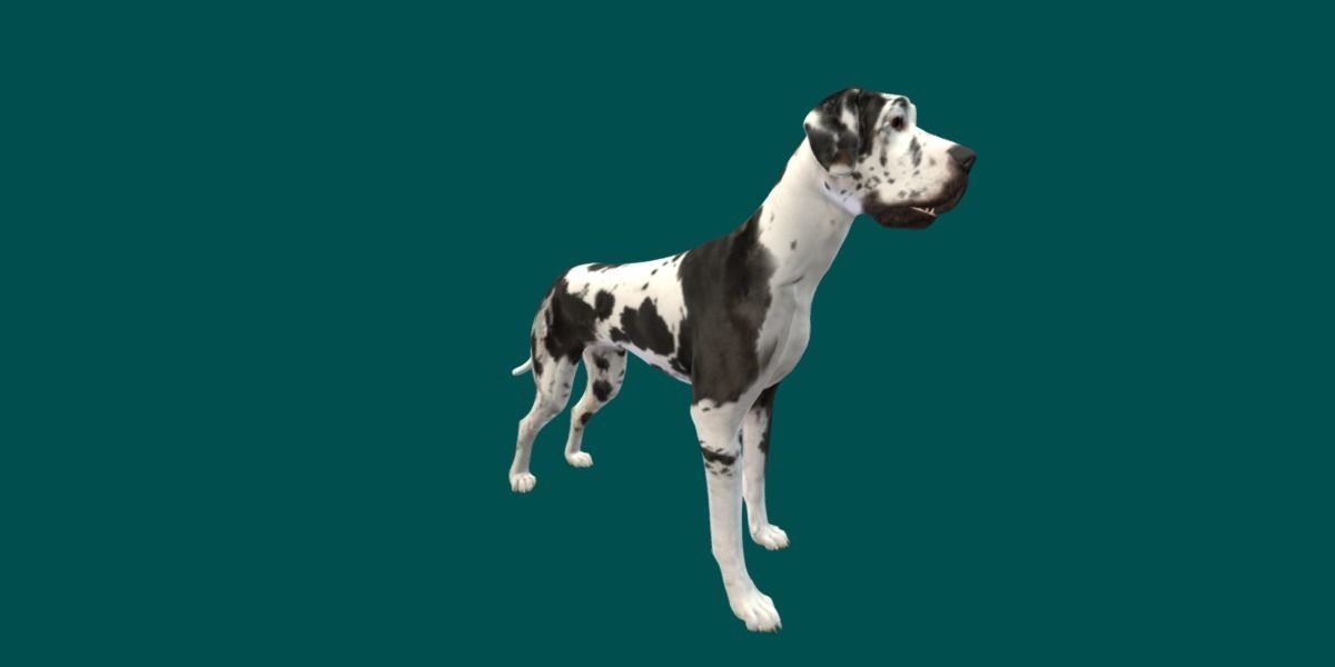 Great Dane Dog 3D model_14