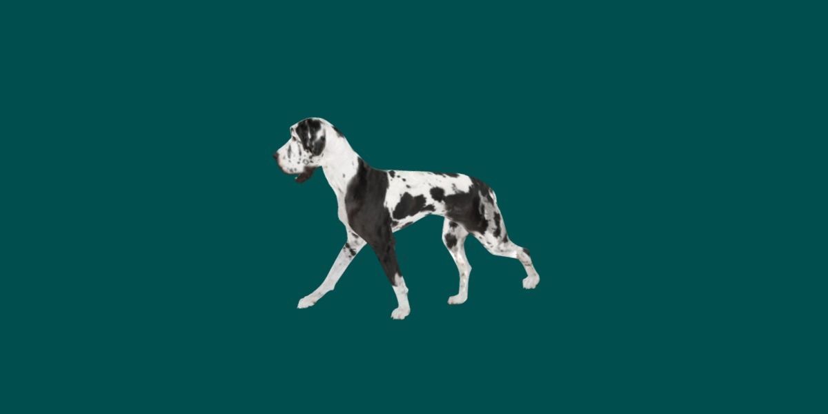 Great Dane Dog 3D model_7