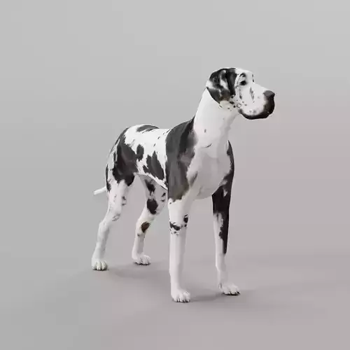 Great Dane Dog