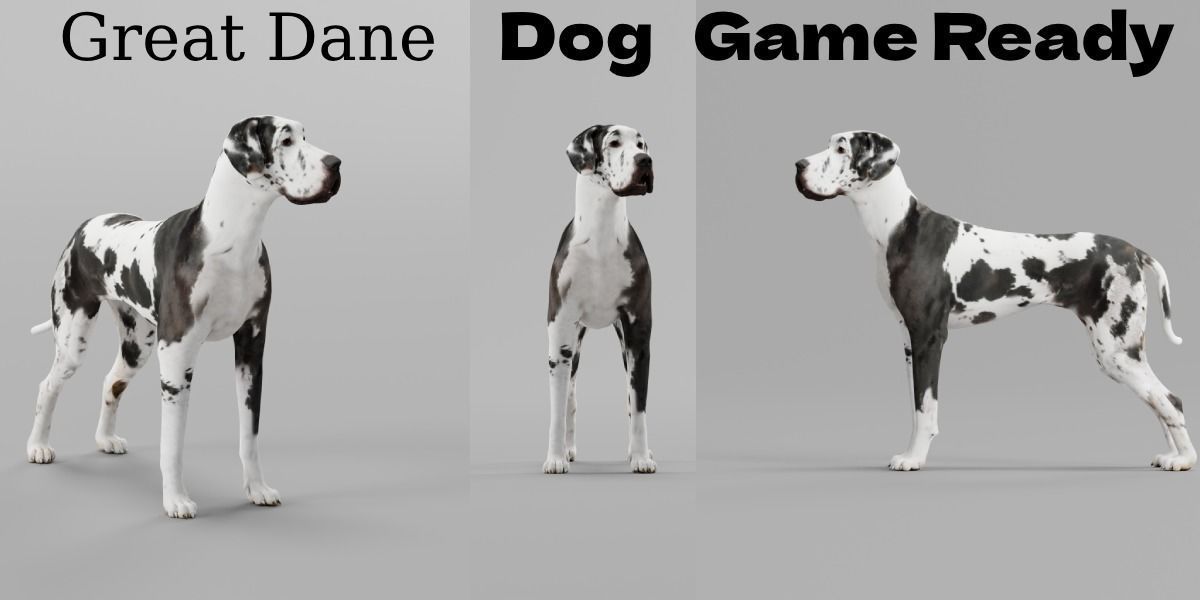 Great Dane Dog 3D model_2