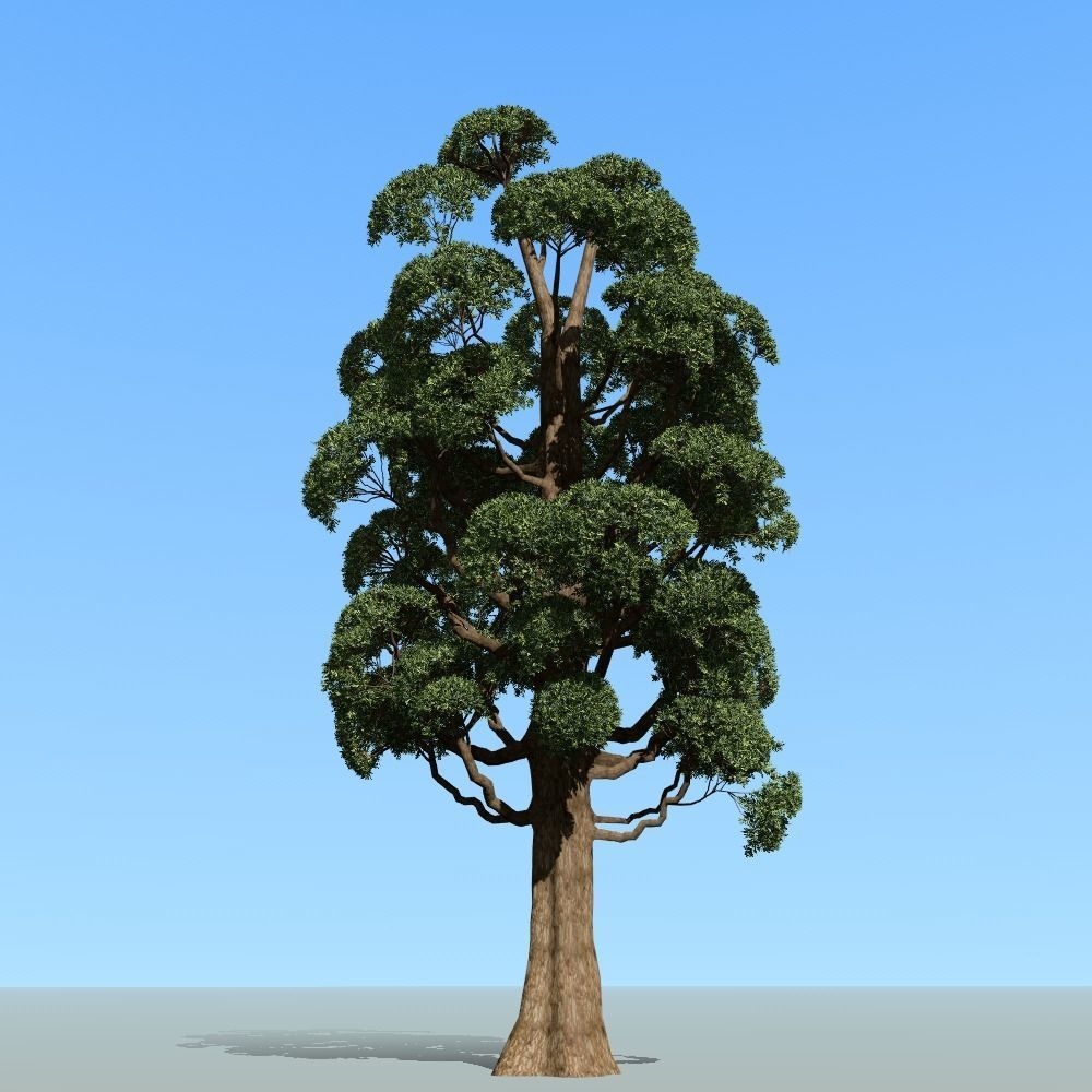 Japanese topiary - cloud prunning pine tree 3D model 3D model_7