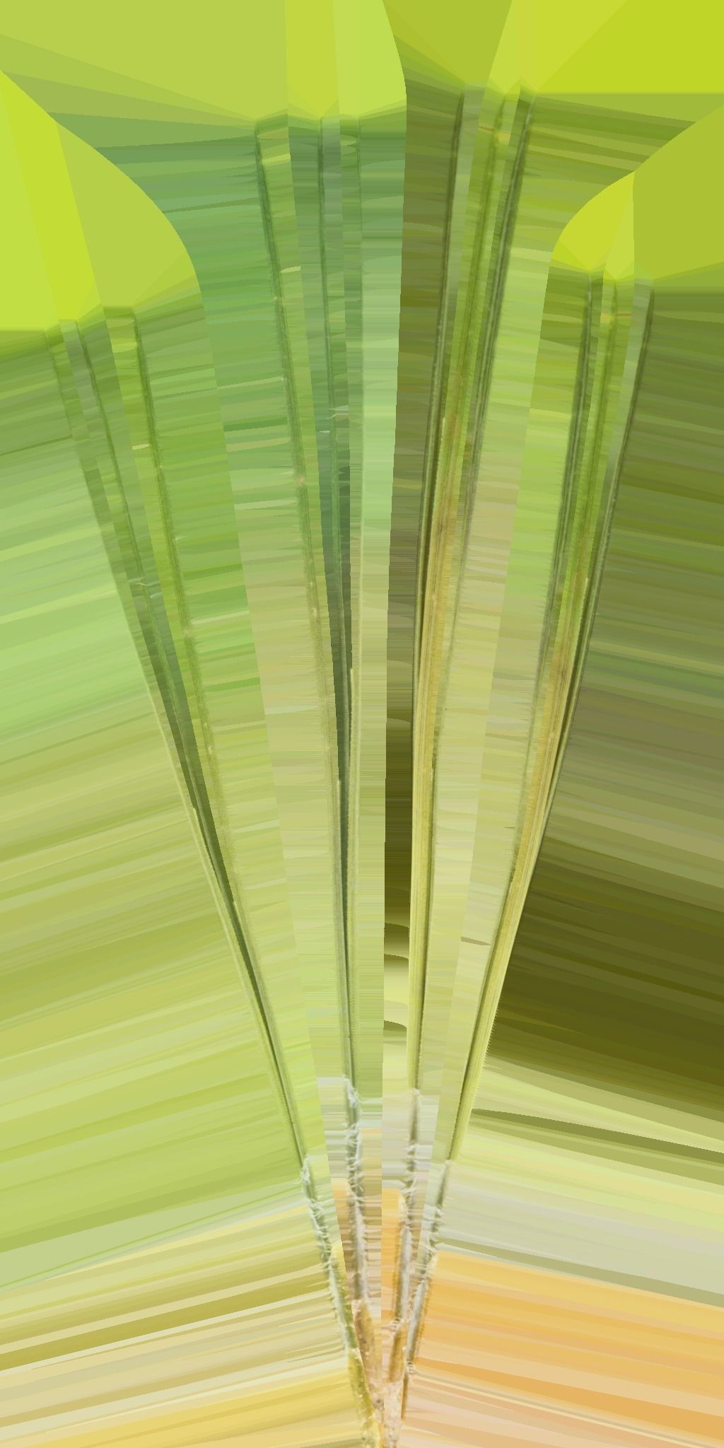 Japanese topiary - cloud prunning pine tree 3D model 3D model_12