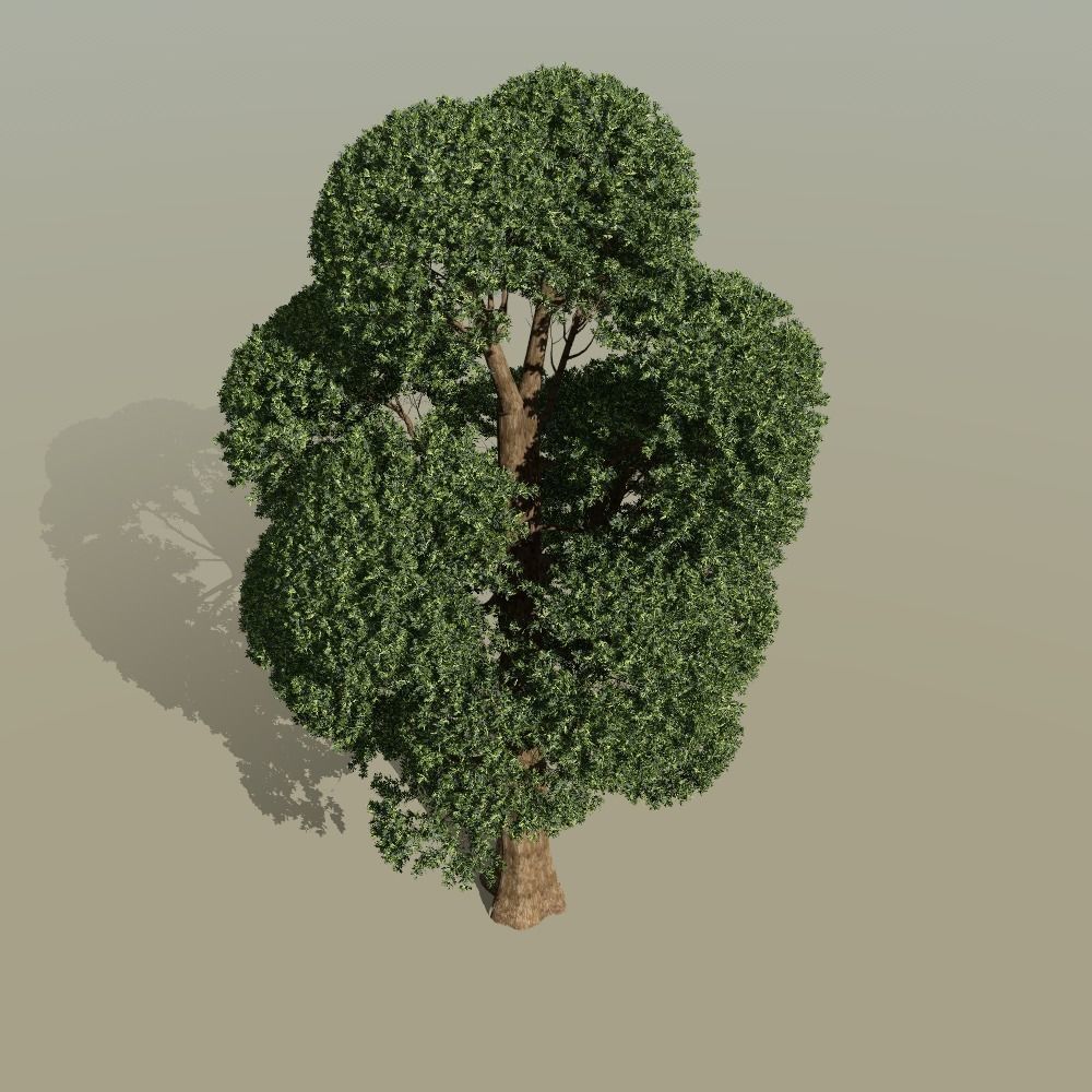 Japanese topiary - cloud prunning pine tree 3D model 3D model_1