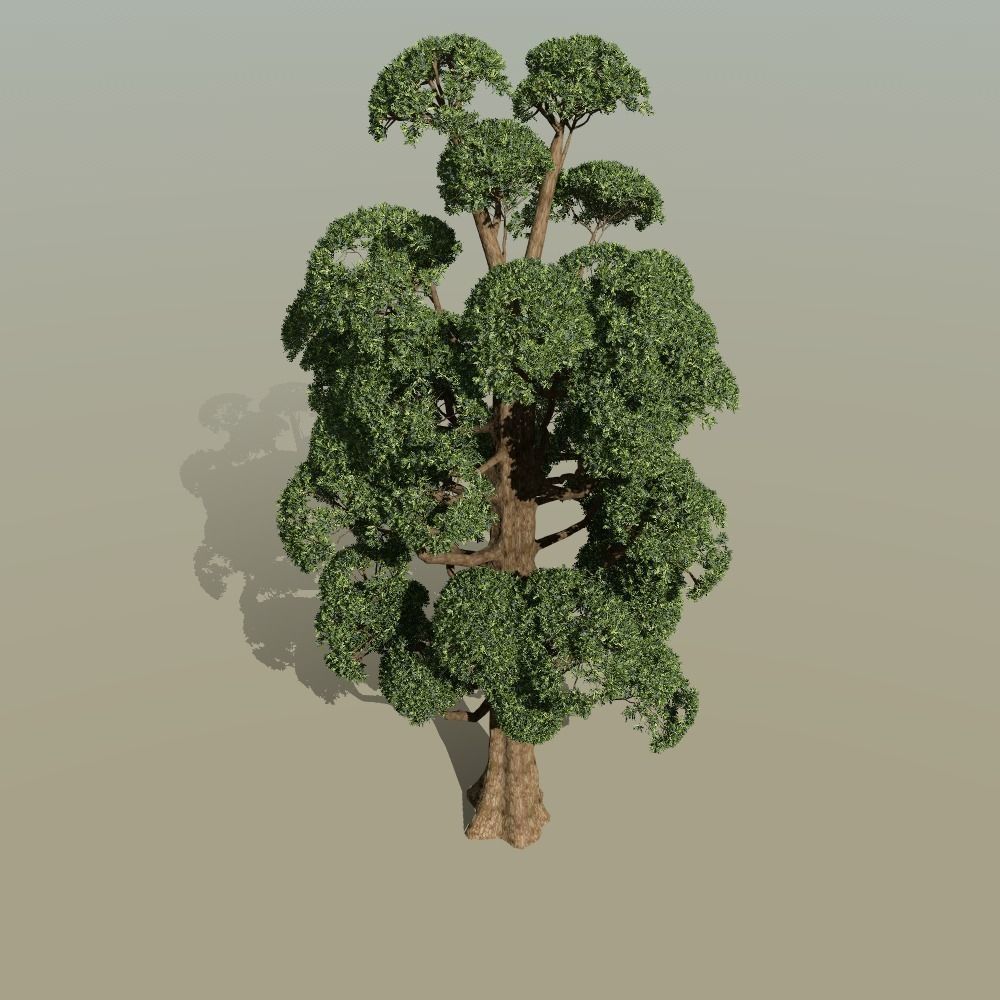 Japanese topiary - cloud prunning pine tree 3D model 3D model_5