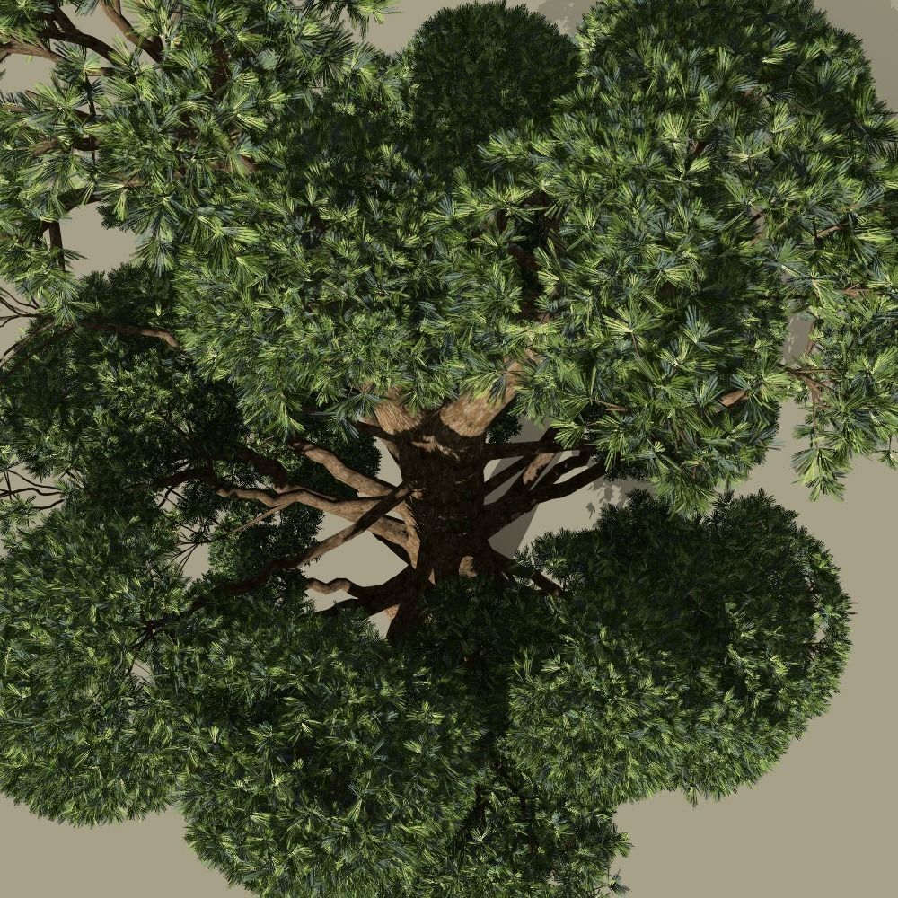 Japanese topiary - cloud prunning pine tree 3D model 3D model_4