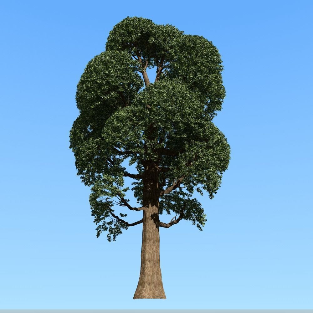 Japanese topiary - cloud prunning pine tree 3D model 3D model_2