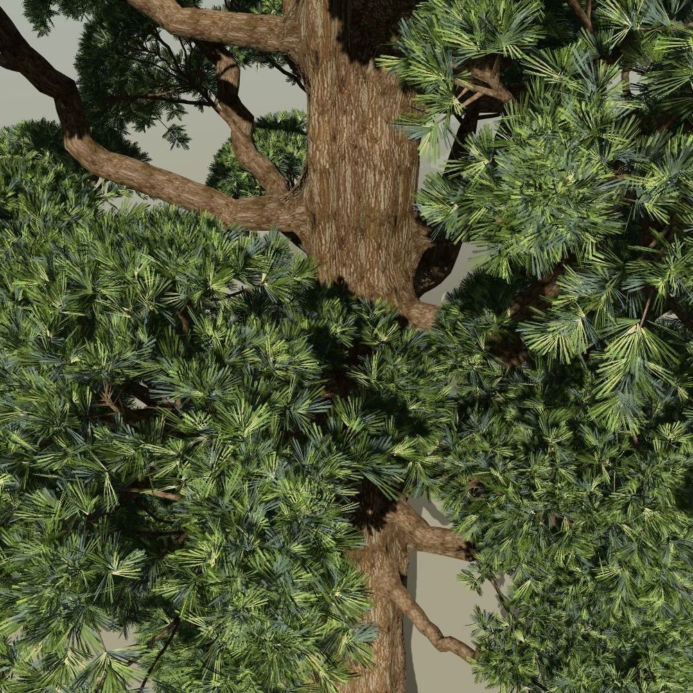 Japanese topiary - cloud prunning pine tree 3D model 3D model_3