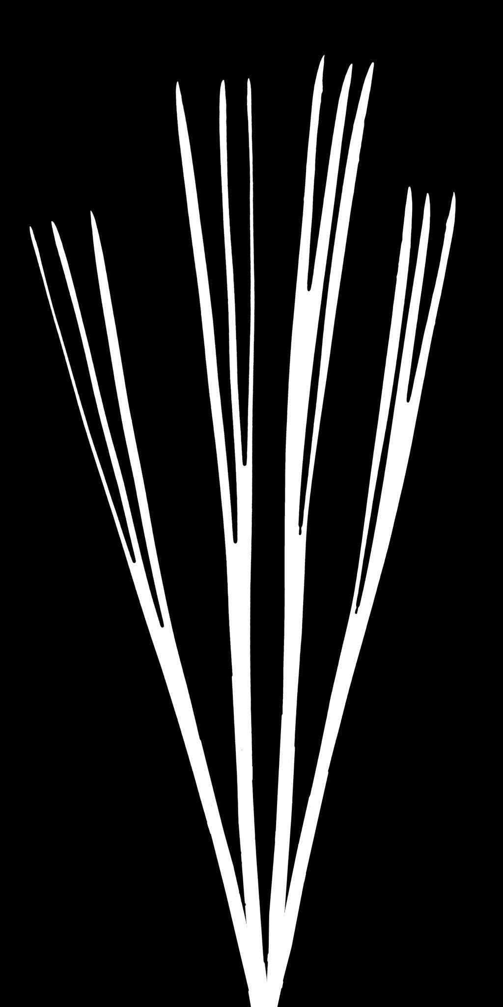 Japanese topiary - cloud prunning pine tree 3D model 3D model_16