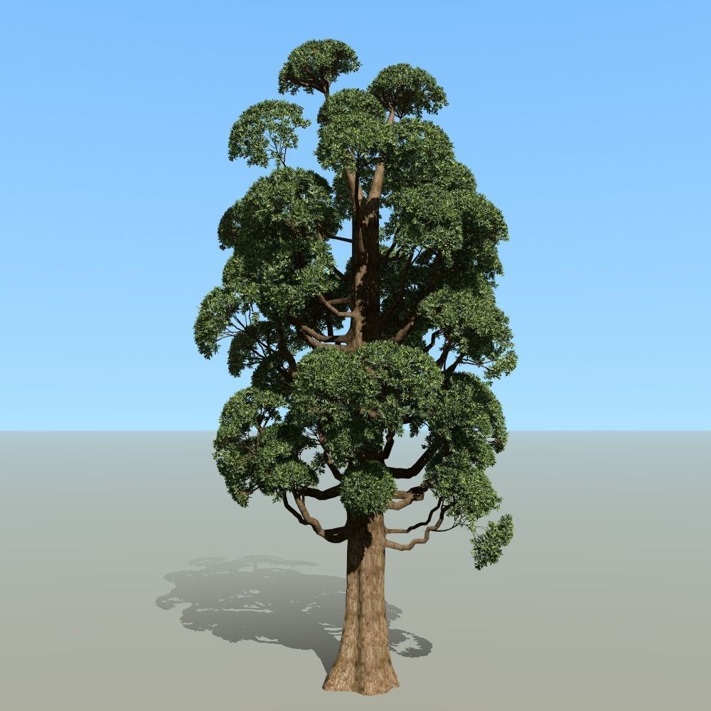 Japanese topiary - cloud prunning pine tree 3D model 3D model_6