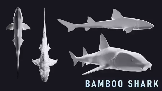 Bamboo Shark Base Mesh