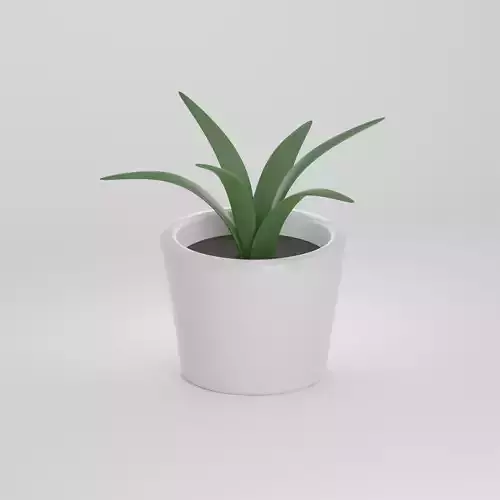 Potted Plant