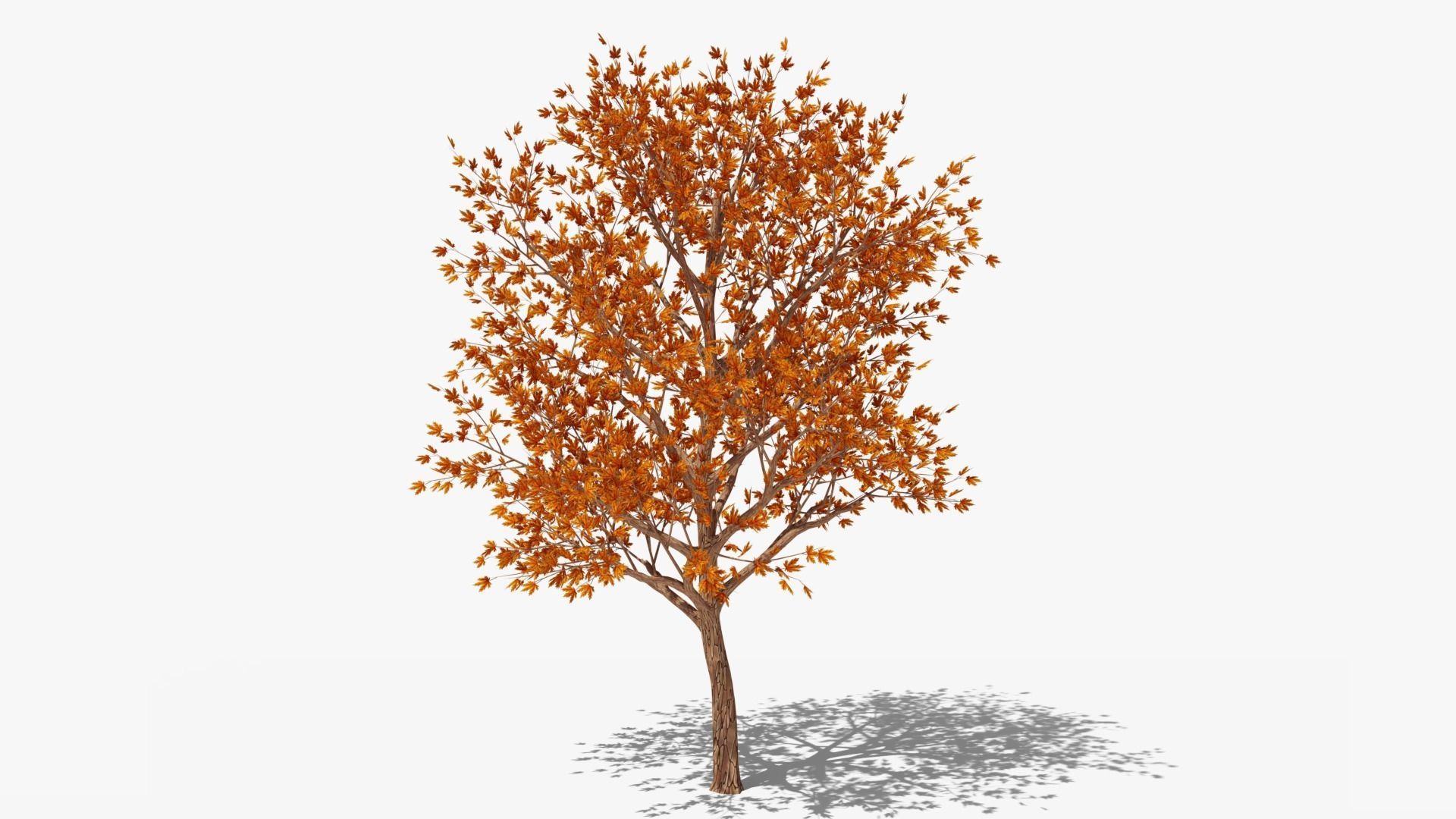 Stylized Cartoon Maple Tree with Red Leaves Low-poly 3D model_3