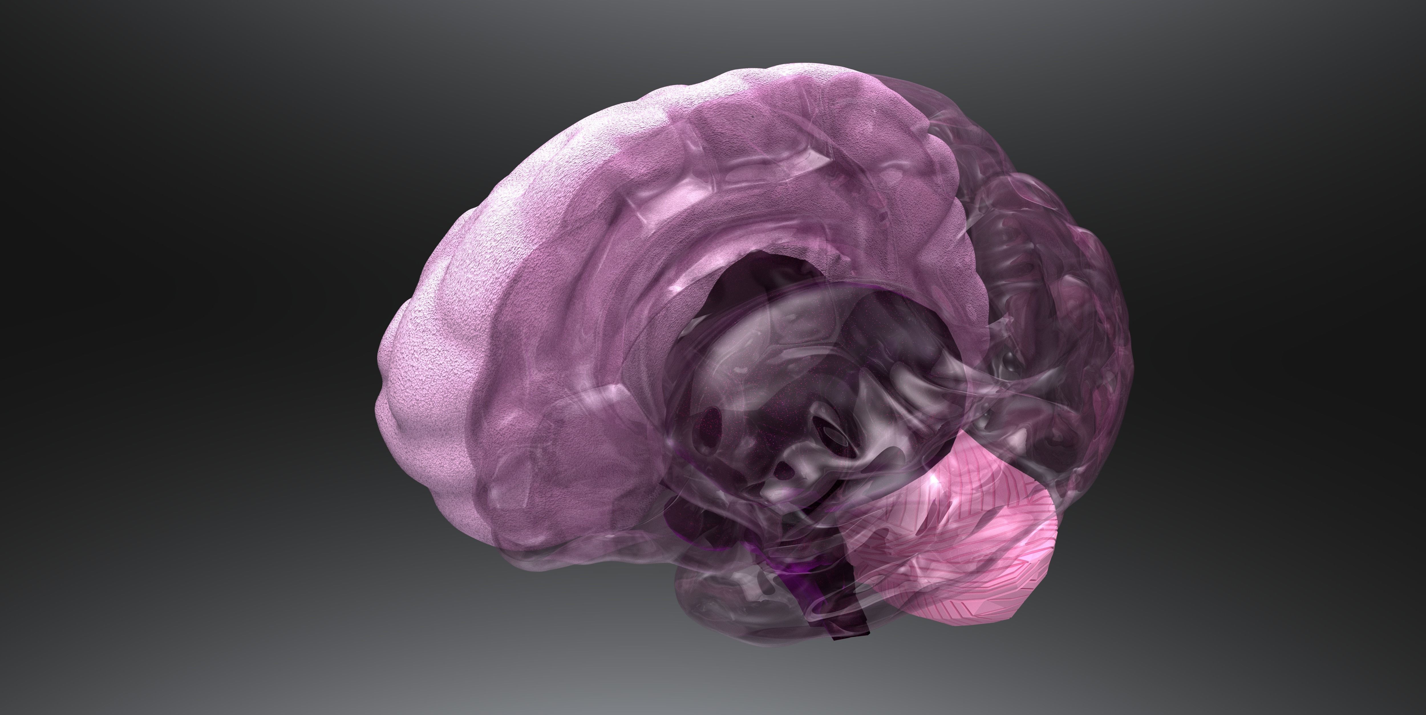 Insertable Human Skull and Brain 3D print model_4