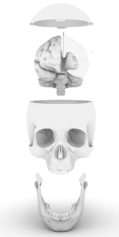 Insertable Human Skull and Brain 3D print model_11