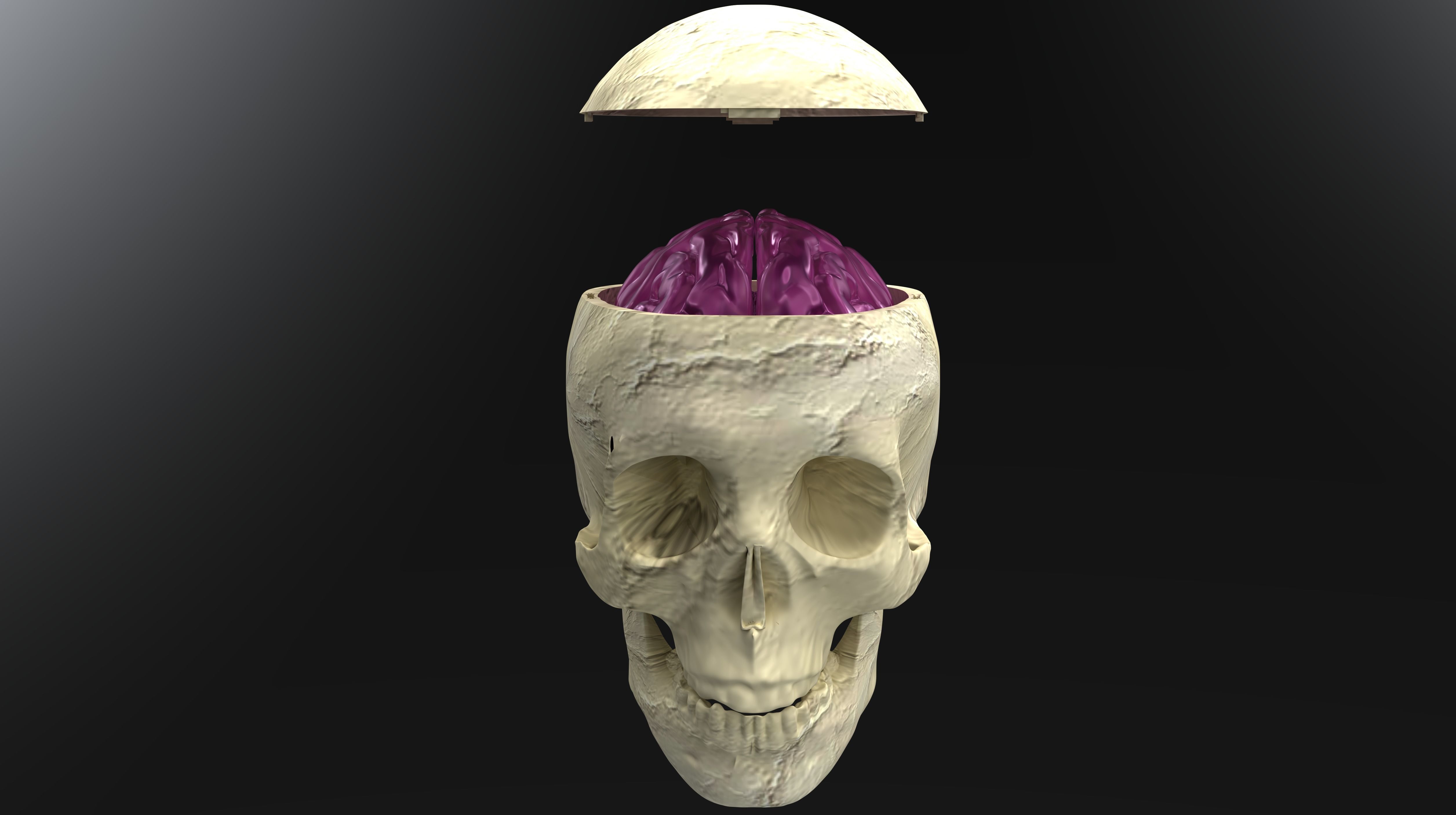 Insertable Human Skull and Brain 3D print model_2