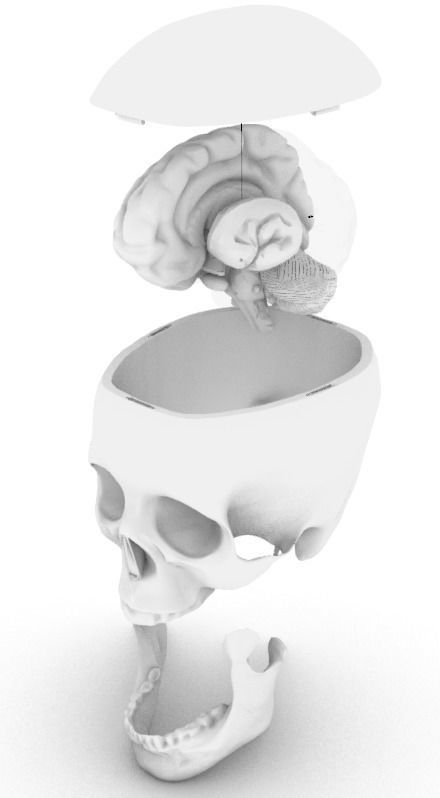 Insertable Human Skull and Brain 3D print model_10