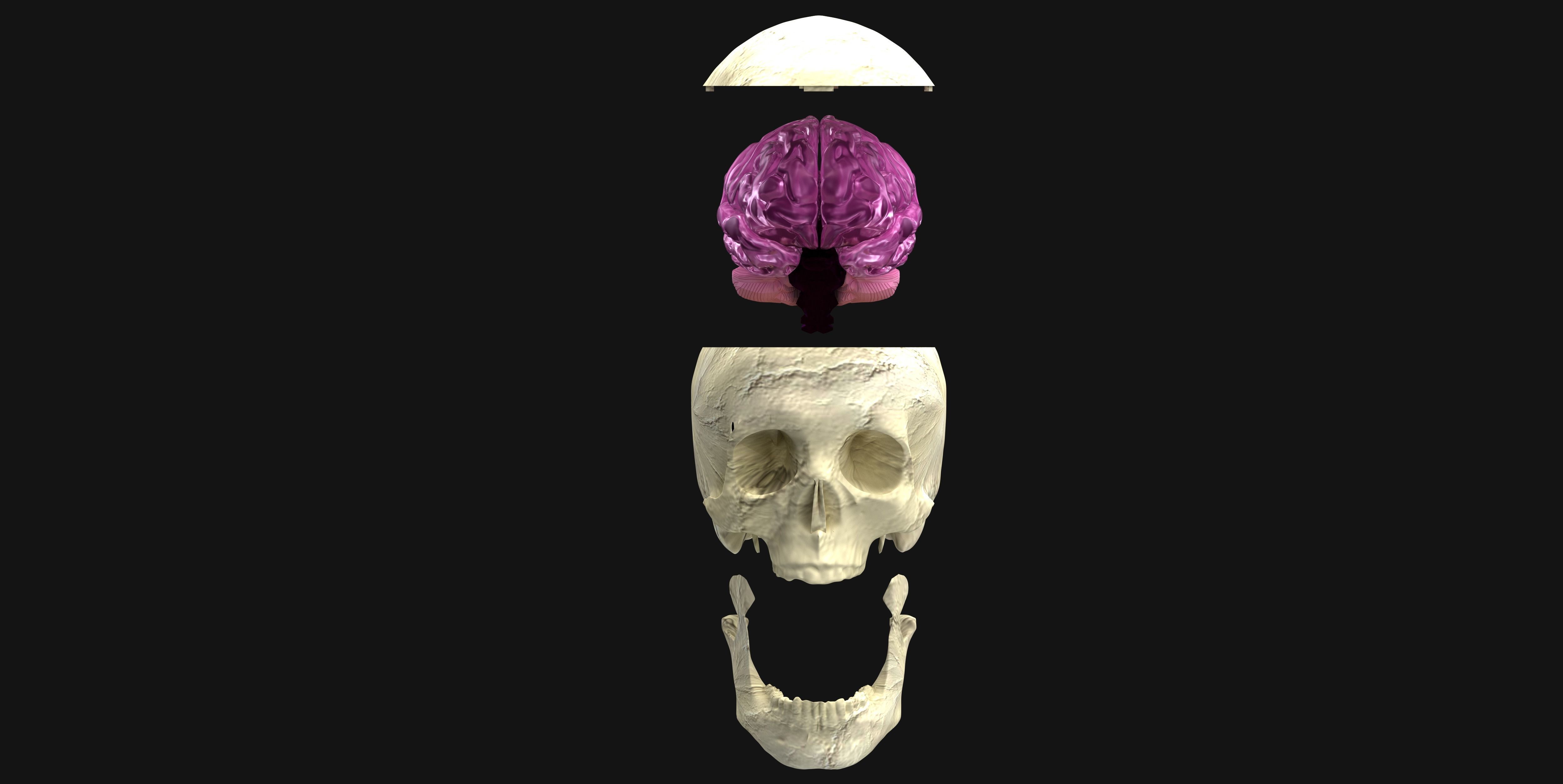 Insertable Human Skull and Brain 3D print model_7