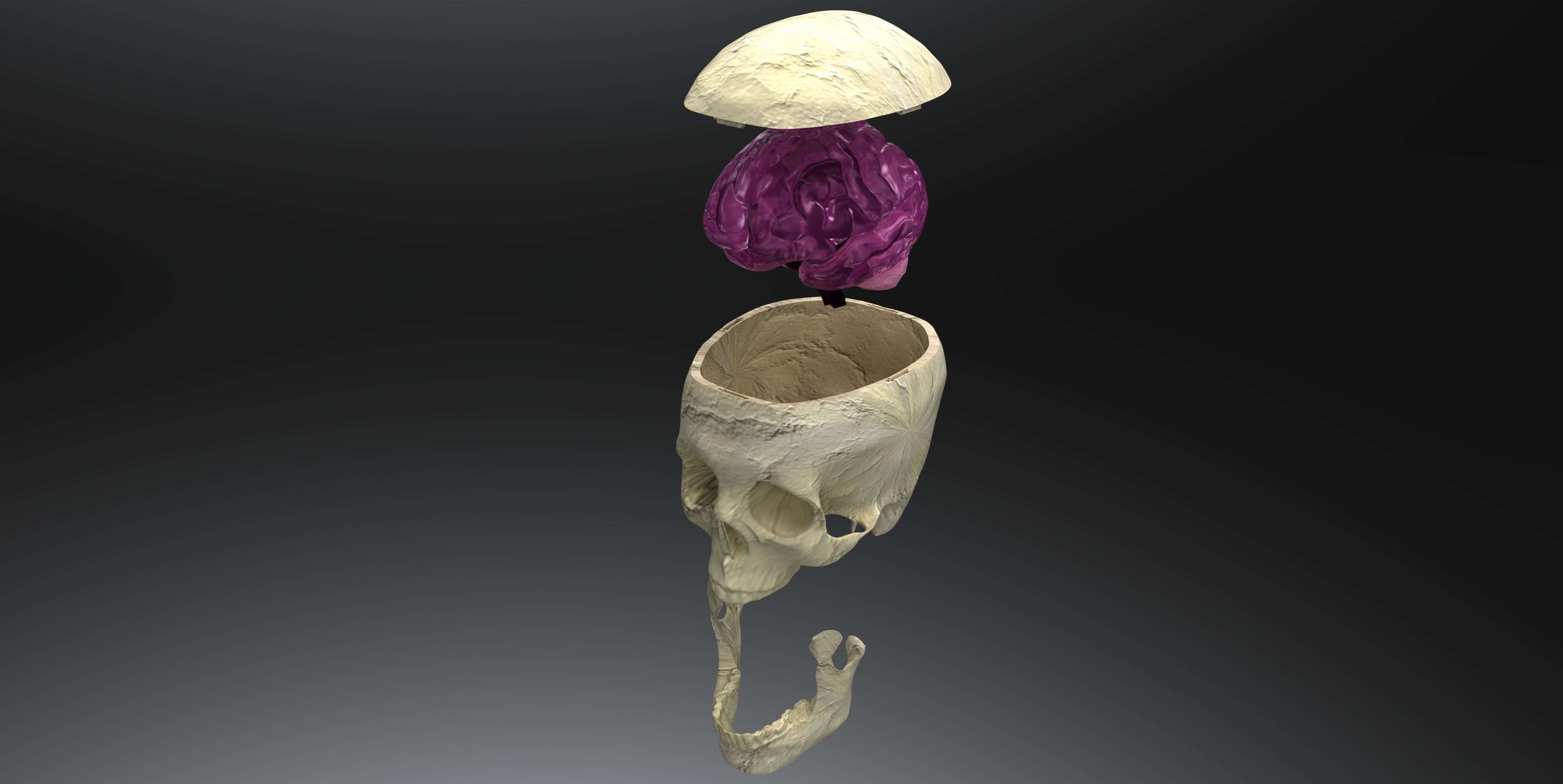 Insertable Human Skull and Brain 3D print model_6