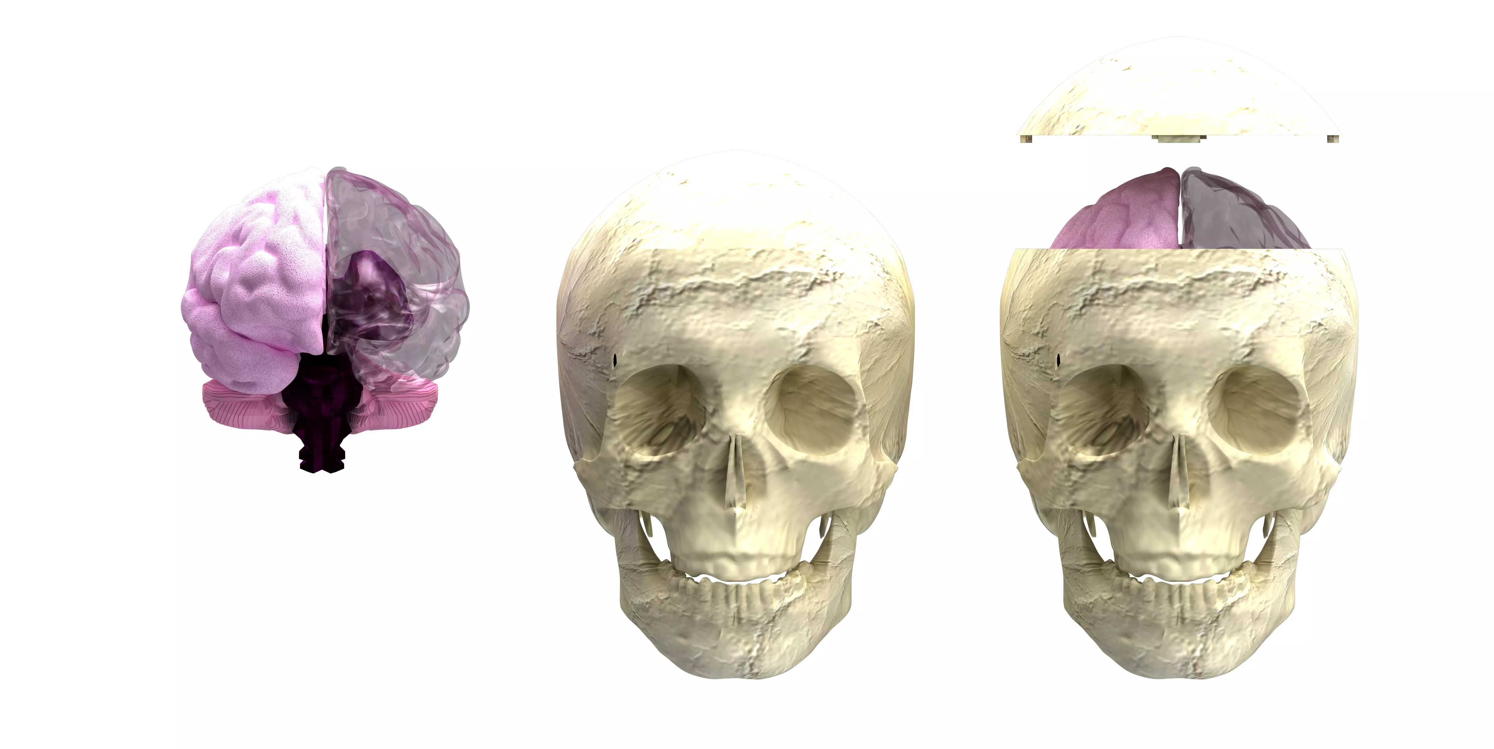 Insertable Human Skull and Brain 3D print model_0