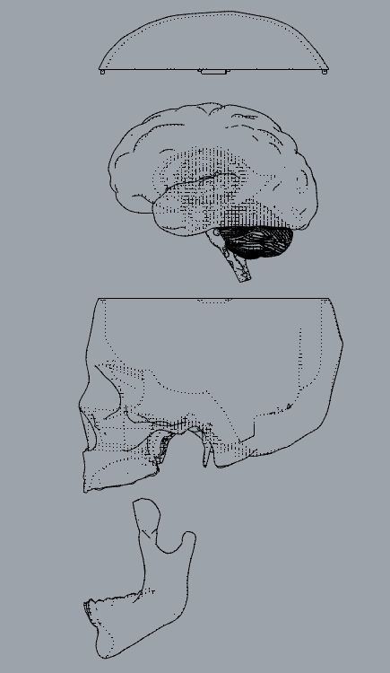 Insertable Human Skull and Brain 3D print model_14