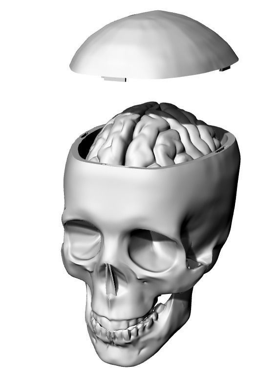 Insertable Human Skull and Brain 3D print model_9